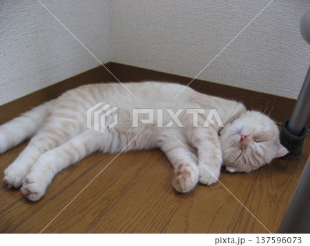 熟睡中の子猫 熟睡中の子猫 137596073