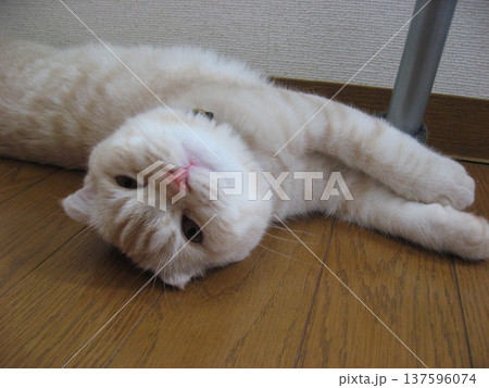 寝転ぶ猫 寝転ぶ猫 137596074