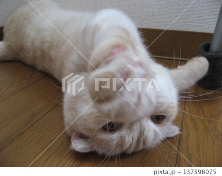 仰向けに寝転ぶ子猫 仰向けに寝転ぶ子猫 137596075