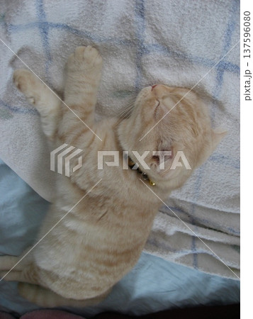 よく眠っている子猫 137596080