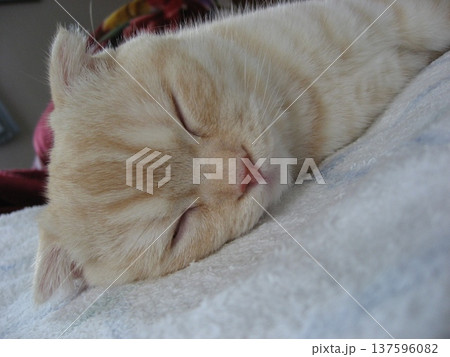 お昼寝中の子猫 お昼寝中の子猫 137596082