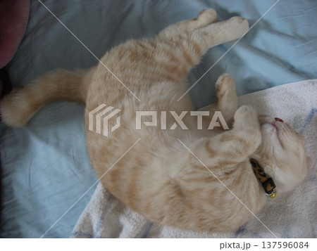 体をねじって眠る子猫 体をねじって眠る子猫 137596084