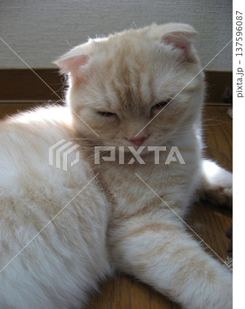 うたた寝する子猫 うたた寝する子猫 137596087