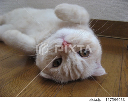 ひっくり返って寝転ぶ子猫 ひっくり返って寝転ぶ子猫 137596088
