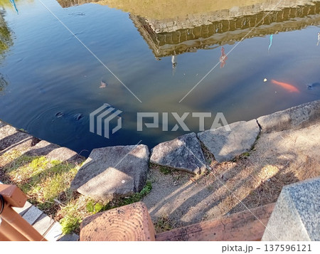 お堀に浮かぶ鯉 137596121
