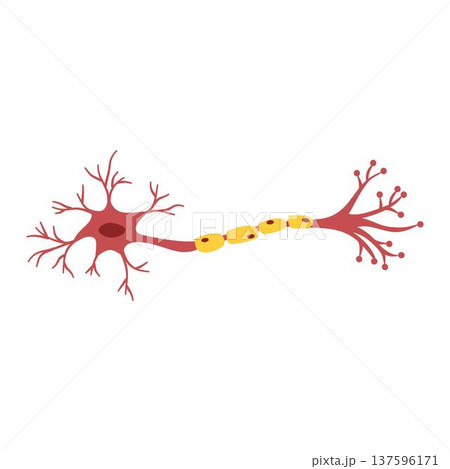 Nerve Cell Neuron, Neuron Cell, human sensory neuron 137596171
