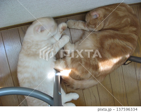 じゃれ合って眠る猫たち 137596334