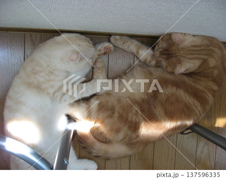 仲良し猫 仲良し猫 137596335