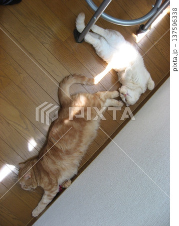 熟睡する仲良し猫 137596338