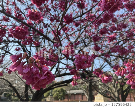 満開になった横浜鶴見總持寺の寒緋桜 満開になった横浜鶴見總持寺の寒緋桜 137596423