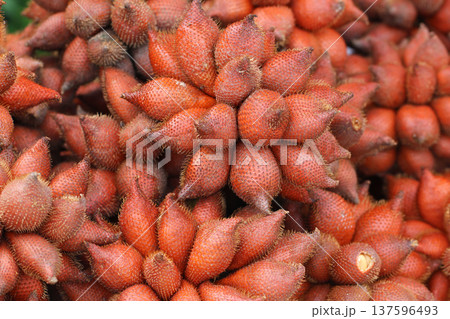 Close-up of fresh salak (snake fruit), a rare tropical Southeast Asian fruit with reddish-brown scaly skin, commonly sold in local markets and known for its sweet, crisp taste. Close-up of fresh salak (snake fruit), a rare tropical Southeast Asian fruit with reddish-brown scaly skin, commonly sold in local markets and known for its sweet, crisp taste. 137596493