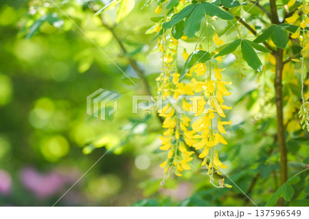 緑の中で咲く黄色いキングサリの花 137596549