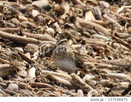 山積みの蓮根クズに佇むタシギ 137596675