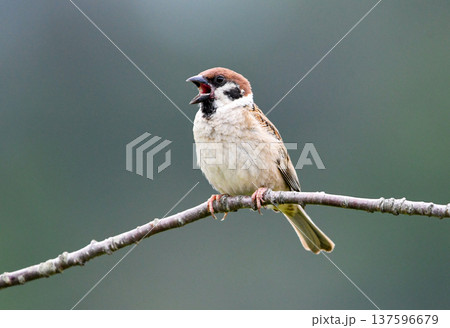 木の枝に留まりさえずるスズメ 137596679