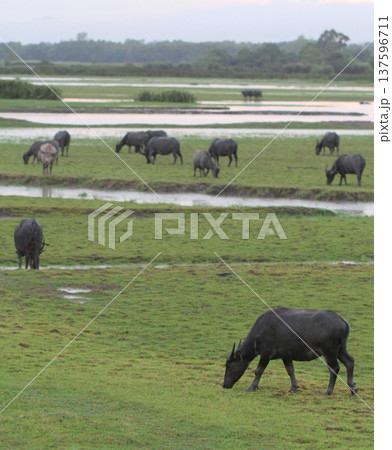 A herd of water buffalo grazing across a green wetland field, showing natural wildlife behavior and rural countryside scenery with animals feeding peacefully in a wide open landscape. 137596711