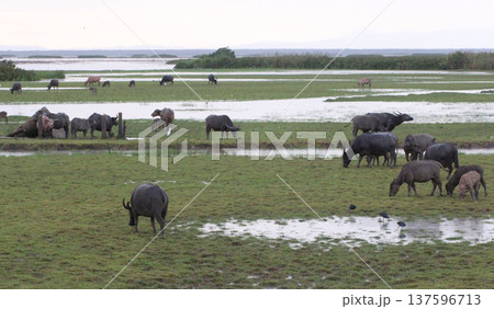 A herd of water buffalo grazing across a green wetland field, showing natural wildlife behavior and rural countryside scenery with animals feeding peacefully in a wide open landscape. A herd of water buffalo grazing across a green wetland field, showing natural wildlife behavior and rural countryside scenery with animals feeding peacefully in a wide open landscape. 137596713