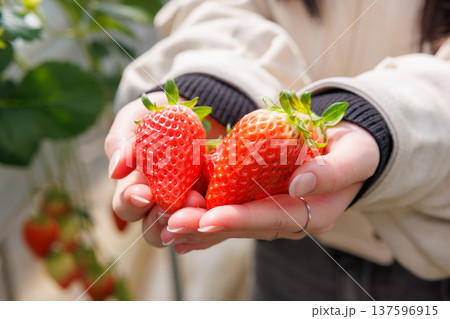農園で収穫したばかりの新鮮な苺を手に持つ様子 137596915