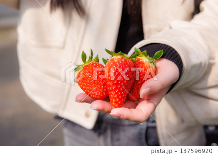 農園で収穫したばかりの新鮮な苺を手に持つ様子 農園で収穫したばかりの新鮮な苺を手に持つ様子 137596920