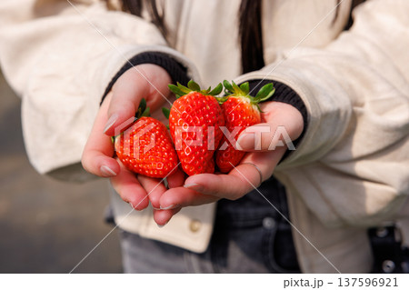 農園で収穫したばかりの新鮮な苺を手に持つ様子 137596921