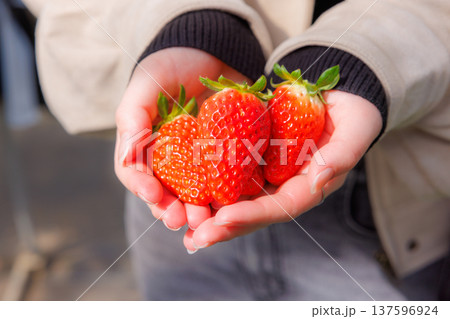 農園で収穫したばかりの新鮮な苺を手に持つ様子 137596924