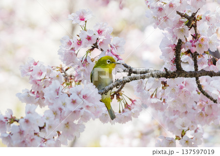 オオカンザクラとメジロ(愛知県名古屋市東区) オオカンザクラとメジロ(愛知県名古屋市東区) 137597019
