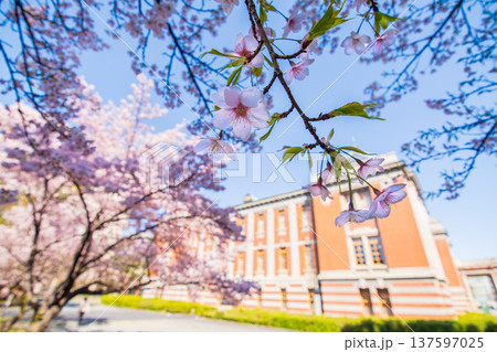 満開のオオカンザクラ（文化のみち） 137597025