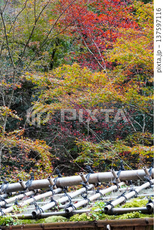京都貴船界隈の秋の紅葉 京都貴船界隈の秋の紅葉 137597116