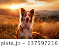 Dog in grassy field at sunset, framed by a colorful countryside landscape, peaceful moment. 137597216