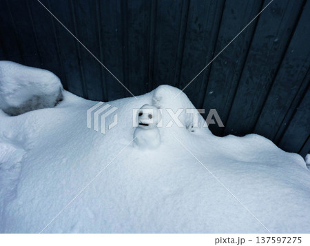雪だるま、かわいい、寒い、ゆきだるま、自然、スノーマン、白、コピースペース、可愛い 雪だるま、かわいい、寒い、ゆきだるま、自然、スノーマン、白、コピースペース、可愛い 137597275