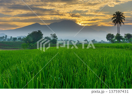 Beautiful morning view indonesia Panorama Landscape paddy fields with beauty color and sky natural light Beautiful morning view indonesia Panorama Landscape paddy fields with beauty color and sky natural light 137597431