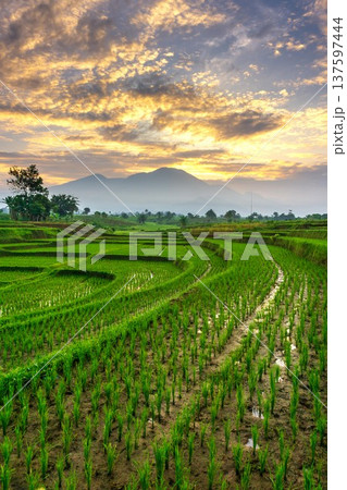 Beautiful morning view indonesia Panorama Landscape paddy fields with beauty color and sky natural light 137597444