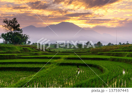 Beautiful morning view indonesia Panorama Landscape paddy fields with beauty color and sky natural light 137597445