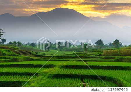 Beautiful morning view indonesia Panorama Landscape paddy fields with beauty color and sky natural light 137597446