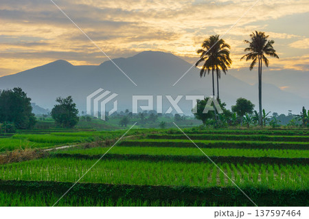 Beautiful morning view indonesia Panorama Landscape paddy fields with beauty color and sky natural light Beautiful morning view indonesia Panorama Landscape paddy fields with beauty color and sky natural light 137597464
