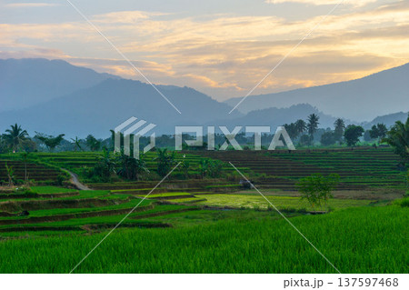 Beautiful morning view indonesia Panorama Landscape paddy fields with beauty color and sky natural light 137597468