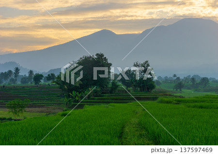Beautiful morning view indonesia Panorama Landscape paddy fields with beauty color and sky natural light 137597469