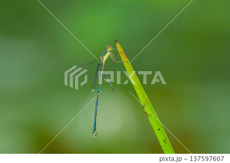 オオアオイトトンボ 137597607