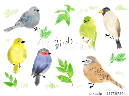 手描きの小鳥のイラストセット 手描きの小鳥のイラストセット 137597804