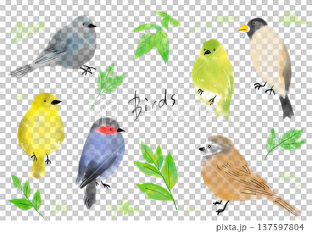 手描きの小鳥のイラストセット 手描きの小鳥のイラストセット 137597804