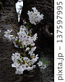 桜の花びら 137597995