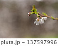 春の光を浴びる桜 137597996