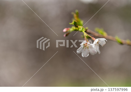 春の光を浴びる桜 137597996