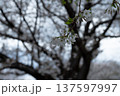 桜の花とつぼみ 137597997