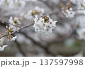 春の光を浴びる桜 137597998