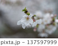 桜 137597999