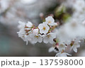 桜咲く 137598000