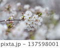 桜咲く 137598001