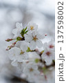 桜咲く 137598002