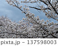 満開になった桜 137598003
