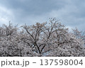 満開の桜 137598004